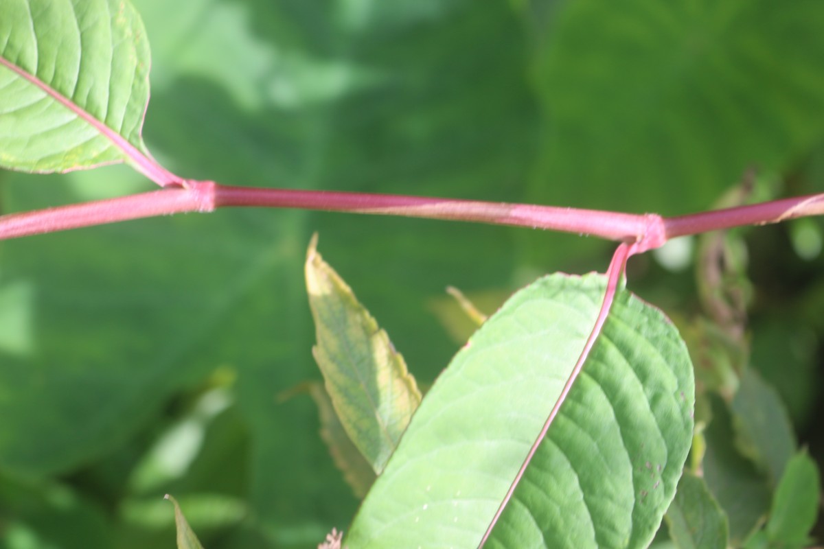 Persicaria chinensis (L.) H.Gross